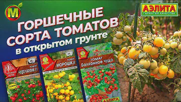 НИЗКОРОСЛЫЕ ТОМАТЫ в ОТКРЫТОМ ГРУНТЕ! Обзор горшечных сортов и гибридов