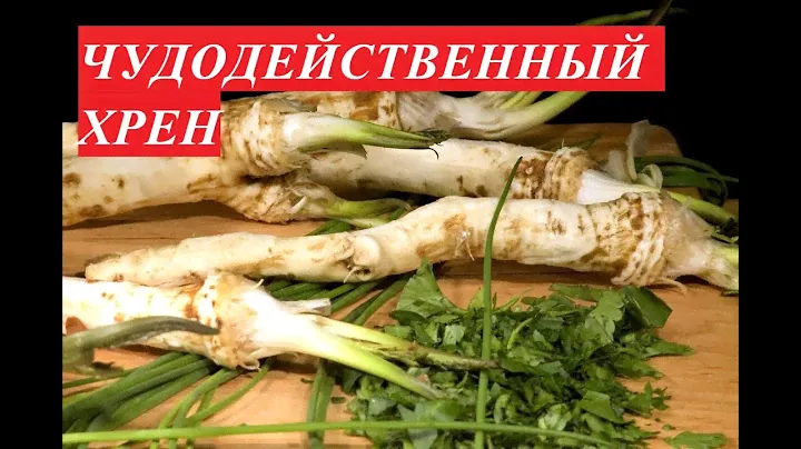 ХРЕН - ПОЛЕЗНЫЕ СВОЙСТВА