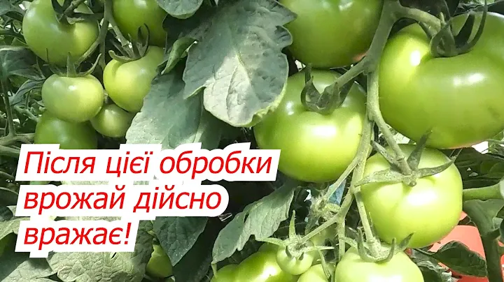 Врожай томатів та перцю майже подвоюється- всього одна обробка!