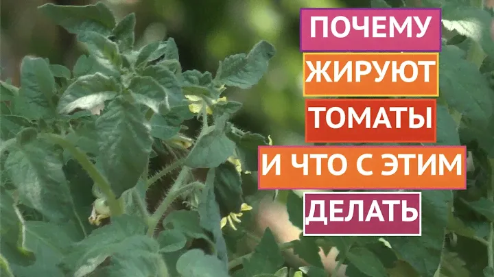 ОПРОВЕРГАЮ МИФЫ О ЖИРОВАНИИ ТОМАТОВ!
