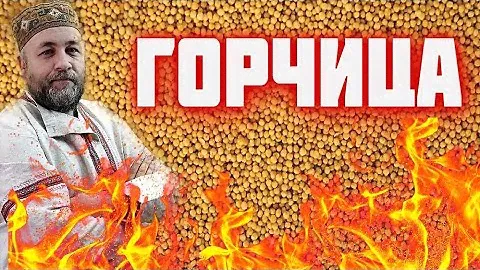ГОРЧИЦА вкусная и ядреная    Русская горчица 3 рецепта горчицы