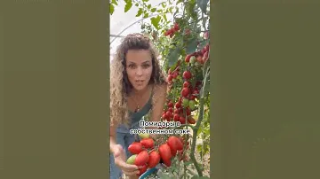 Помидоры 🍅 в собственном соке от автора petrovchanka_lera
