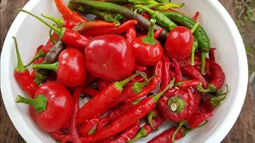 Кто погрыз томаты🍅🍅? Острый перец:🌶🌶🌶Кайенский и черри.Как убрать излишнюю остроту перца?