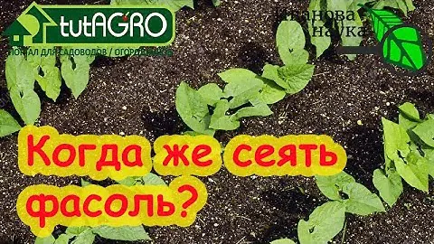 ФАСОЛЬ БУДЕТЕ СОБИРАТЬ МЕШКАМИ и КОШАМИ! Посейте ее без рассады в эти сроки и она уродит богато!