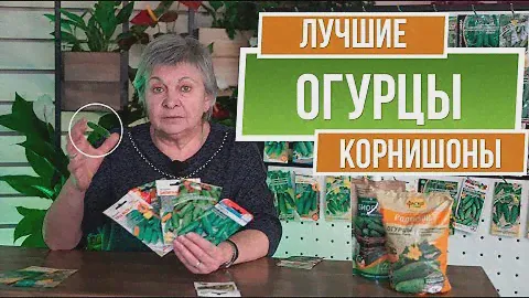 Лучшие огурцы корнишоны  ✔️ Сорта огурцов пикулей