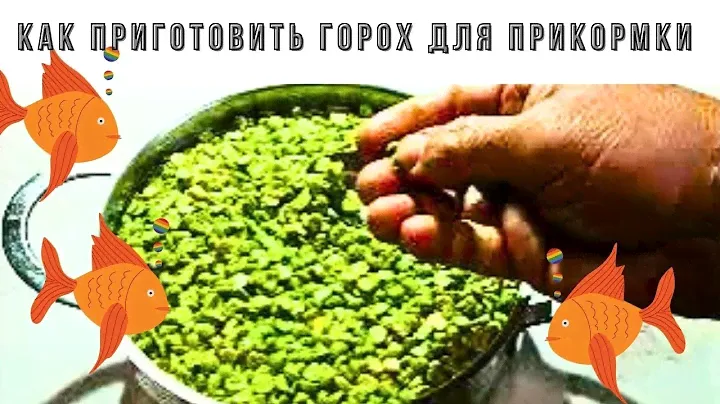 Мой  лучший рецепт как я готовлю жидкий горох для прикормки