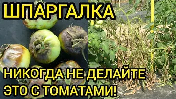 ТОМАТЫ НЕ ПРОСТЯТ ЭТИ 8 ОШИБОК!