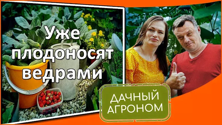 СРОЧНО сделайте ТОМАТАМ огурцам КАПУСТЕ и КЛУБНИКЕ в июле