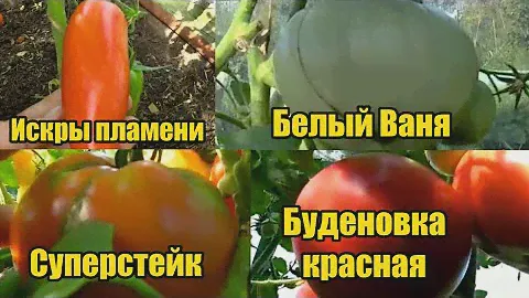 Расскажу за 1 минуту: томаты Искры пламени, Белый Ваня, Суперстейк, Буденовка красная