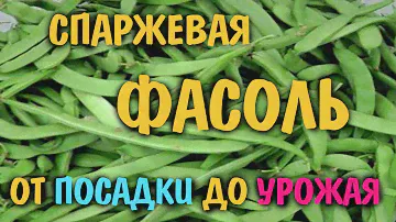 Спаржевая вьющаяся фасоль  Весь цикл.  Замораживаем спаржевую фасоль. Вкусно, экономно  и полезно