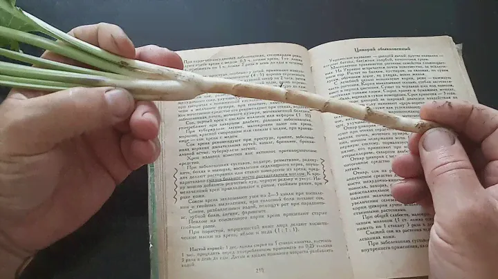 ХРЕН - лечебные свойства. (по просьбе подписчиков)