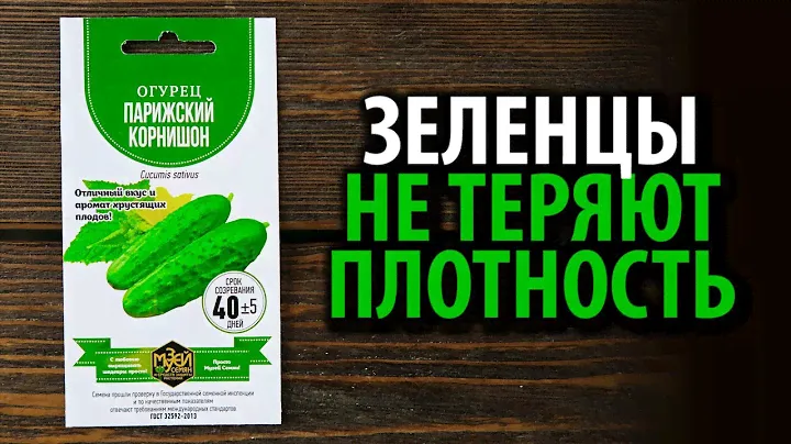 Семена огурца Парижский корнишон 🥒 Зеленцы не теряют плотность!