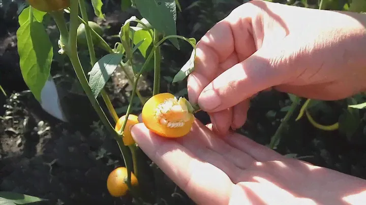 Little orange cherry  Сорт перца черри