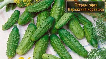 Огурцы сорта Парижский корнишон