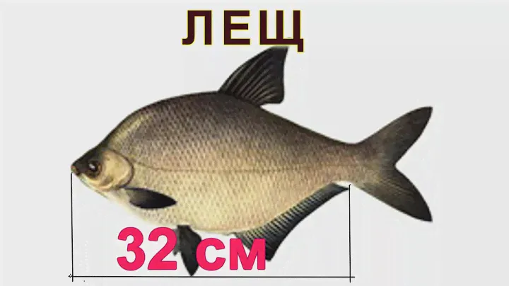 11 отличий леща от густеры / какой  размер леща разрешен  ?   штрафы