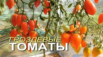 Шесть ВЫСОКОурожайных и НЕприхотливых ГРОЗДЕВЫХ сортов томатов! Советы от ЗЕЛЕНОГО ОГОРОДА!