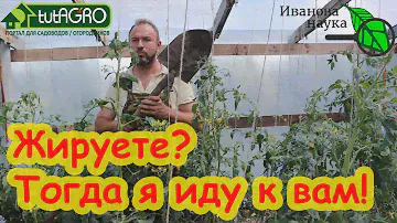 РАДИКАЛЬНОЕ РЕШЕНИЕ ВОПРОСА ЖИРОВАНИЯ ТОМАТОВ: без подкормок, поливов, опрыскиваний и обработок.