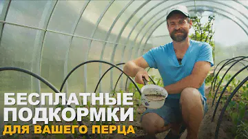 ПЕРЕЦ ЖЕЛТЕЕТ И ПЛОХО ПРИЖИВАЕТСЯ. Что нужно сделать чтобы перец хорошо рос?