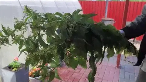 Крапивой Вике по попке!!!